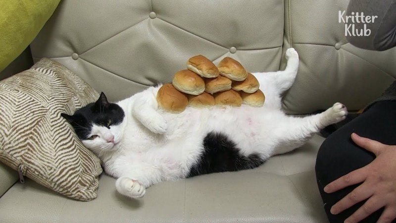 Толстый кот