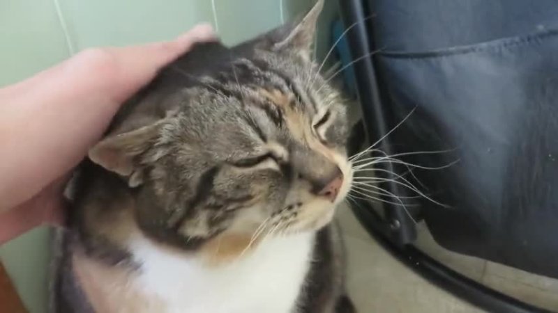 Кота гладят по голове