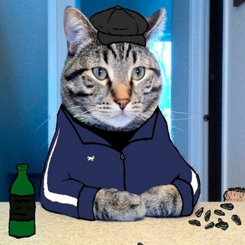 Смешной кот гопник