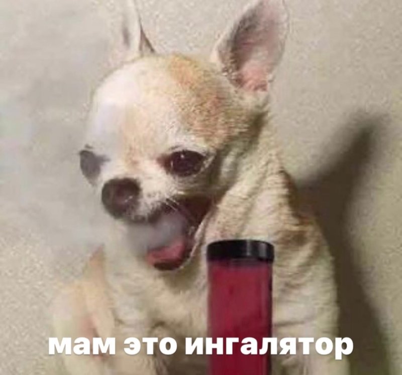 Чихуахуа Хуа злая