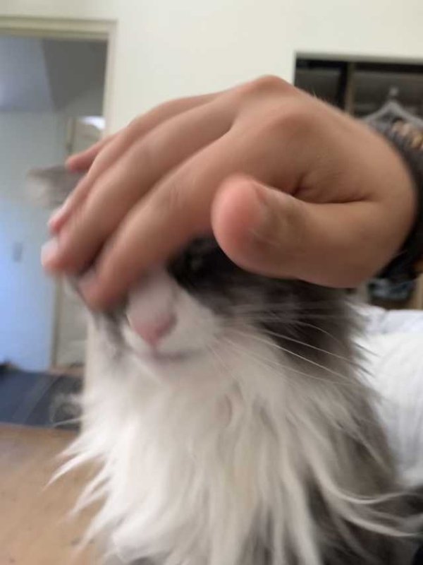 Кота гладят по голове