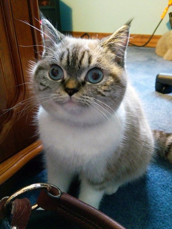 Котики смешные