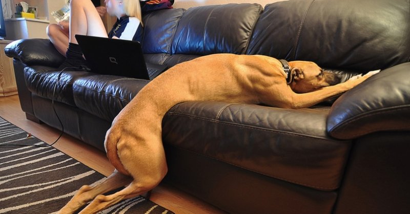 Собака спит