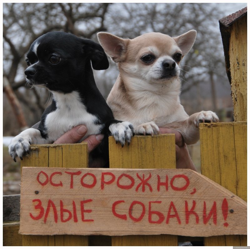 Смешные собаки