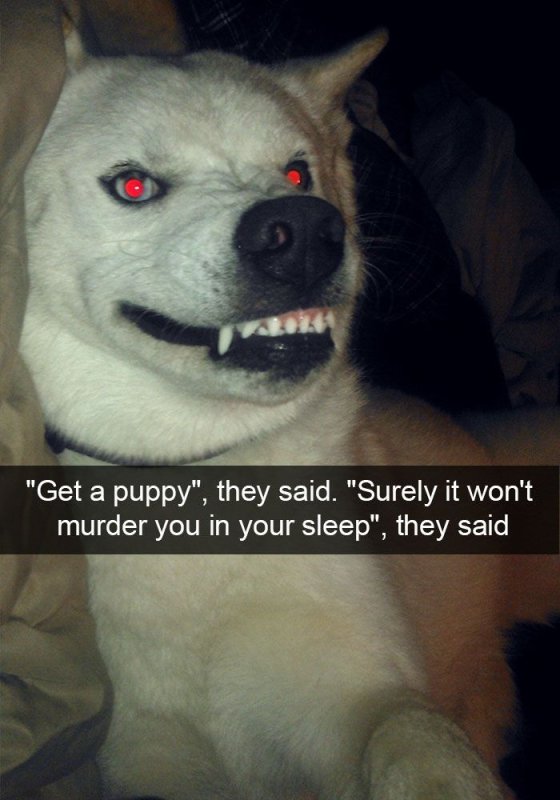 Мемы про агрессивных собак