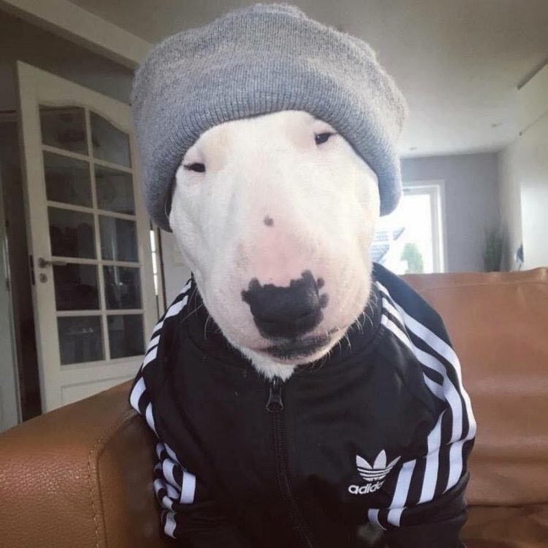 Собака в адидасе