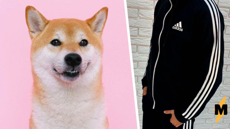 Сиба ину в адидасе