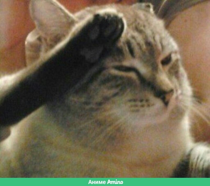 Кот отдает честь лапой