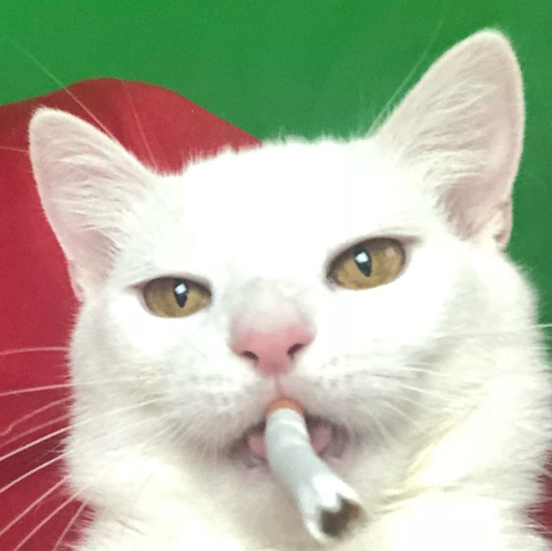 Белый кот с сигаретой