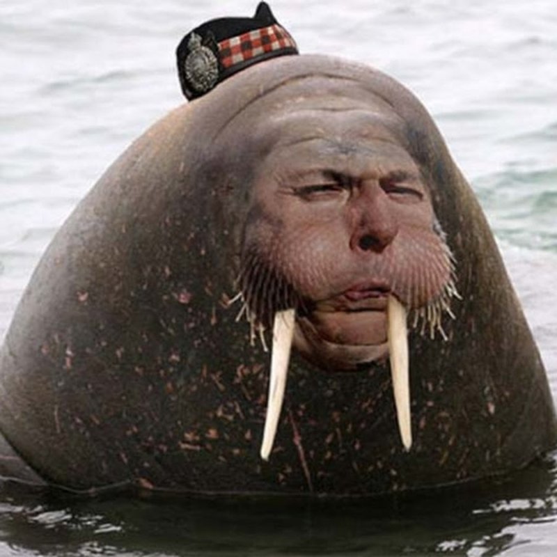 Бешеный морж