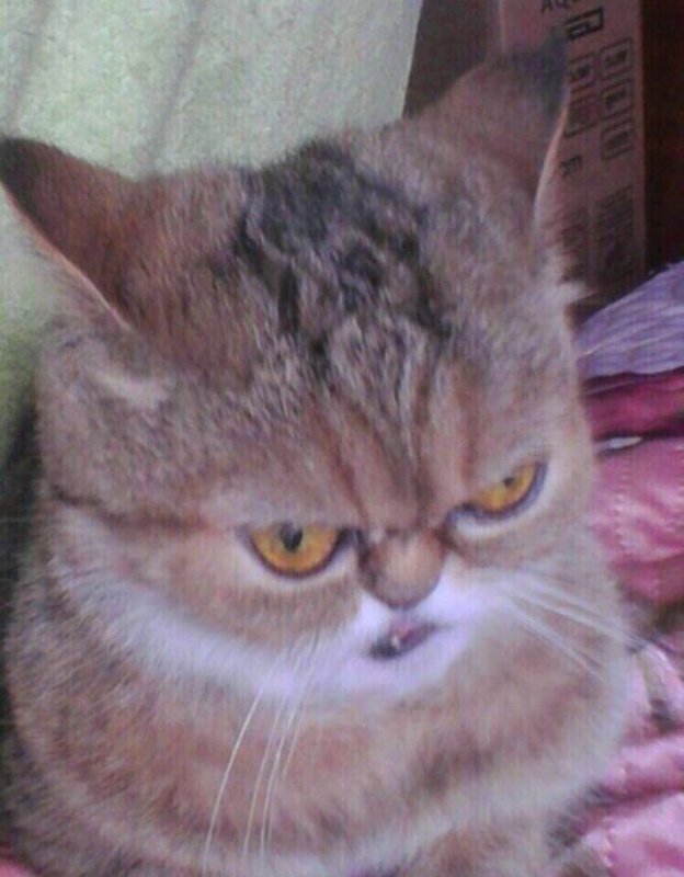 Плохая кошка