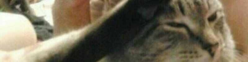 Кот отдает честь лапой