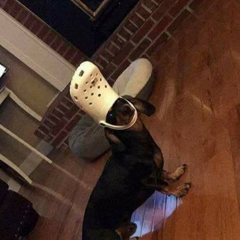 Собака с тапком