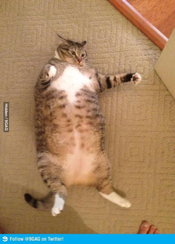 Обожравшийся кот картинки прикольные