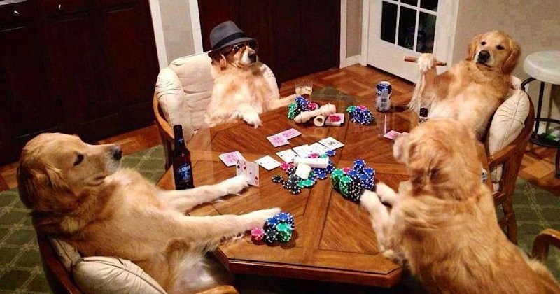 Забавные ситуации с животными