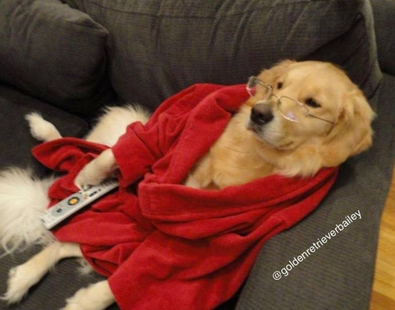 Собака отдыхает