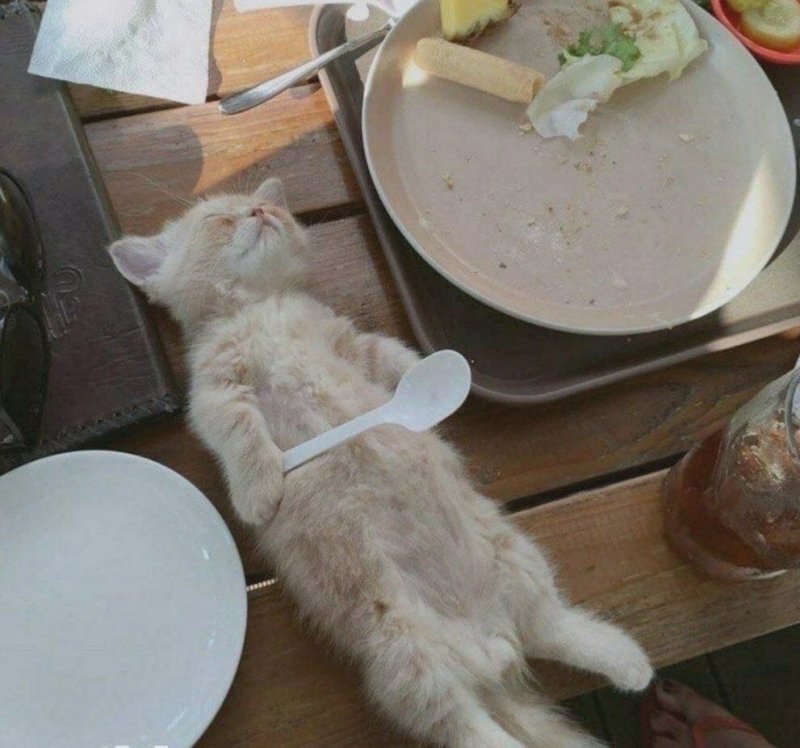 Приятного аппетита коты