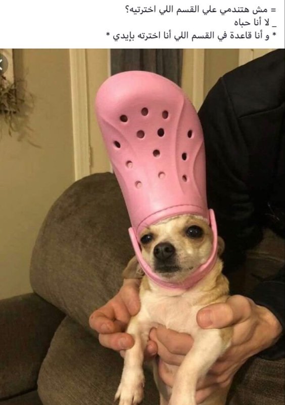 Собака в тапочке