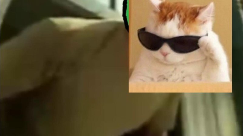 Кот снимает очки