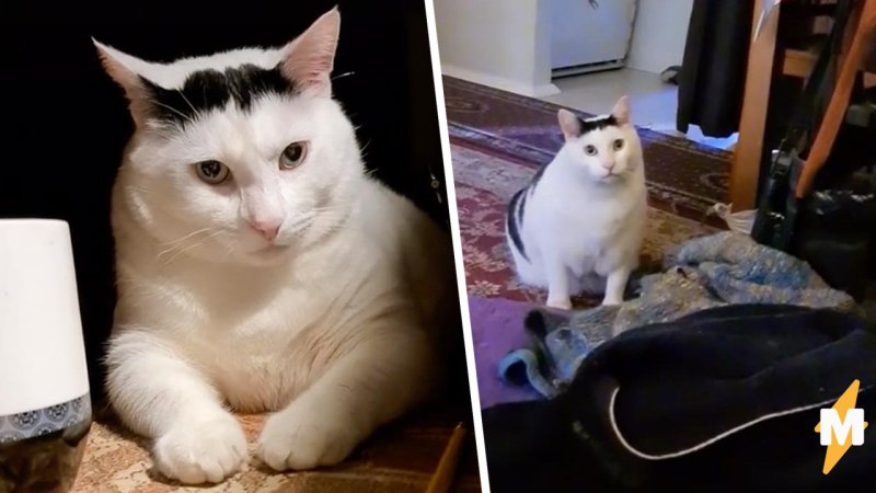 Толстый белый кот мяукает