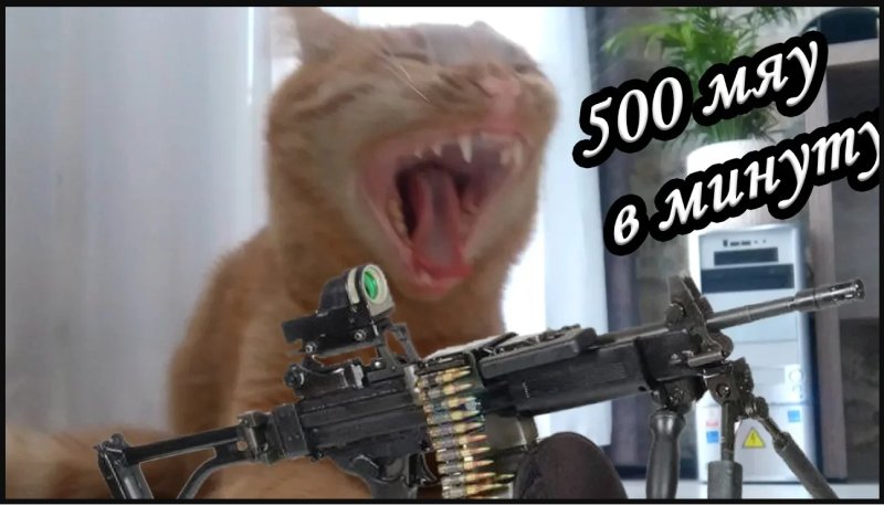 Смешной кот с автоматом