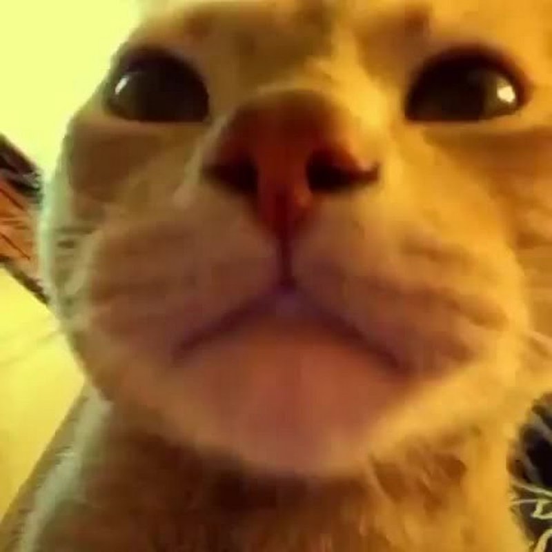 Коты Мем гиф