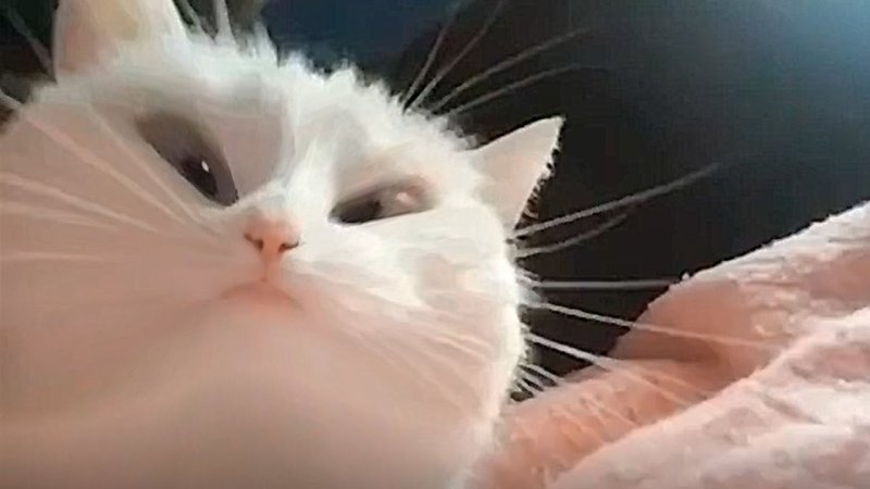 Кивающий кот gif