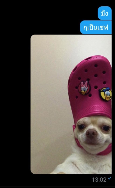 Смешная собачка с тапком на голове