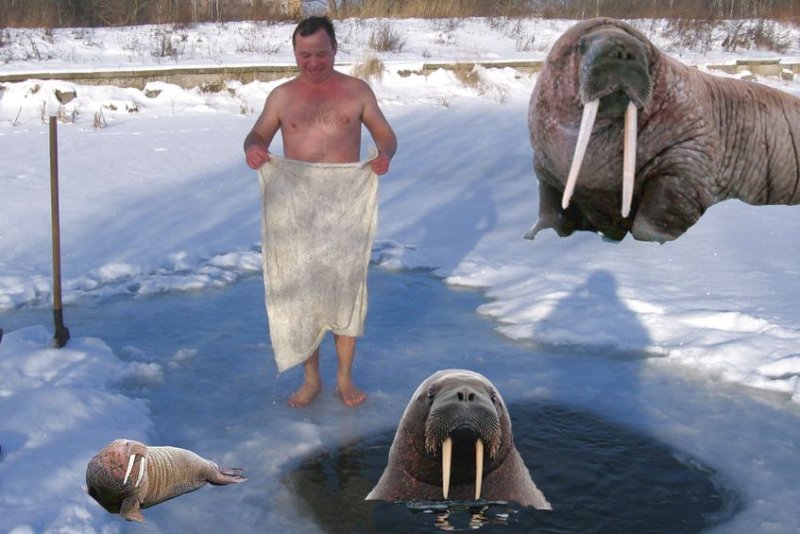 Мужик морж