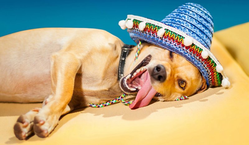 Собака отдыхает