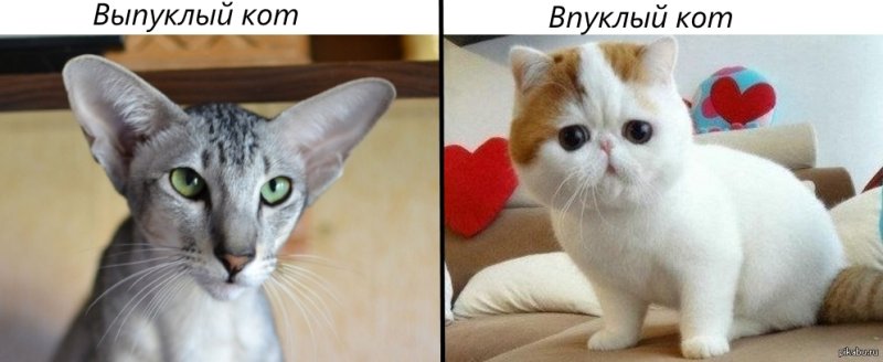 Выпуклый кот