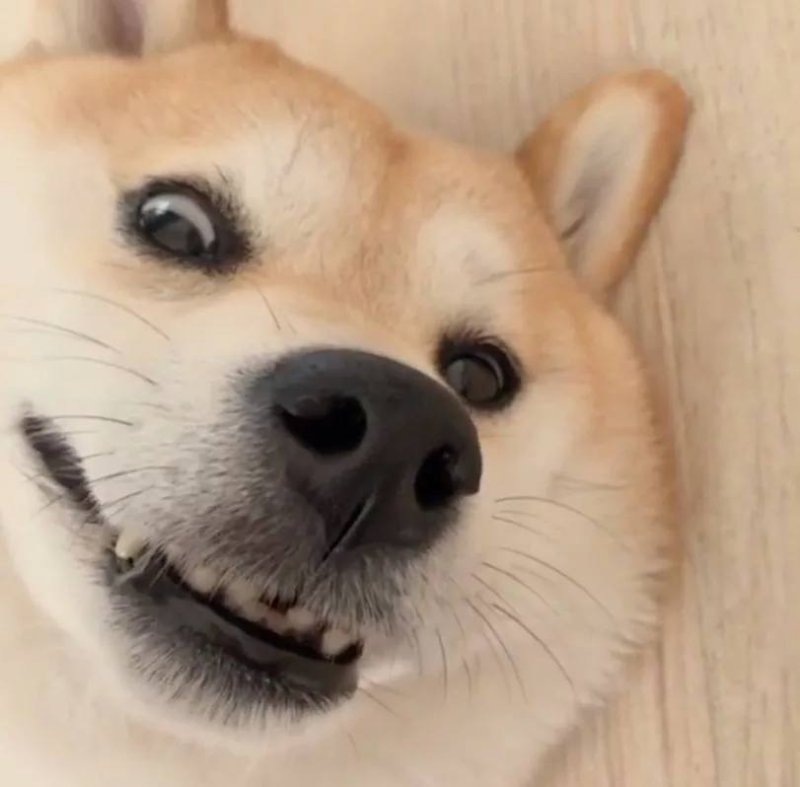 Песель и собакен