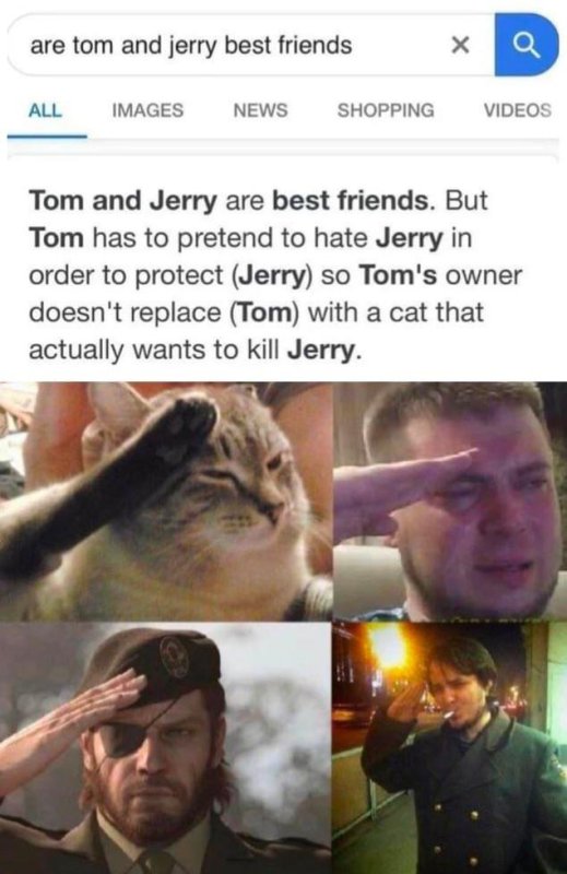 Кот отдает честь лапой