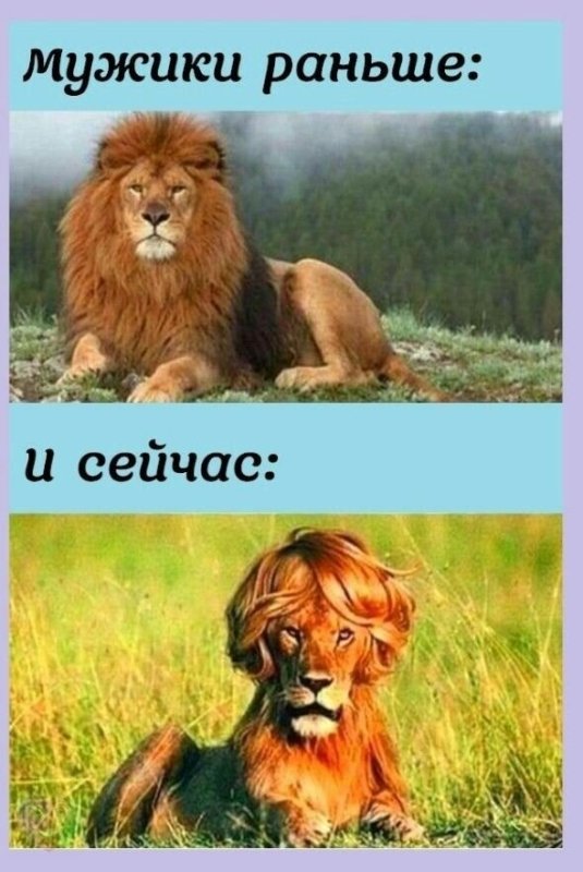 Лев раньше и сейчас