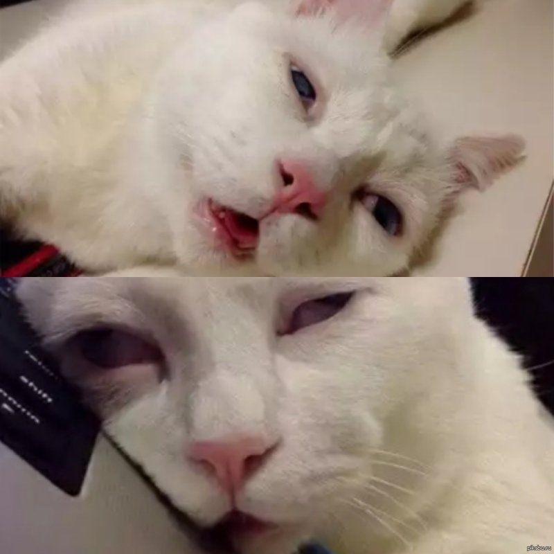 Мемы с котиками утро