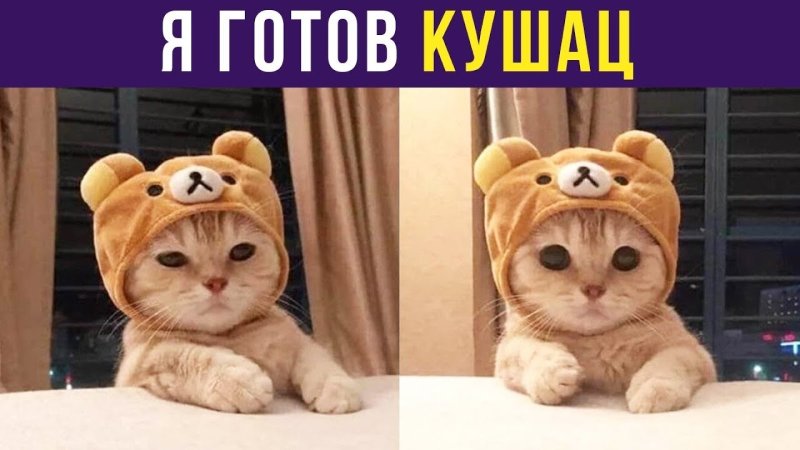 Кушац Мем кот