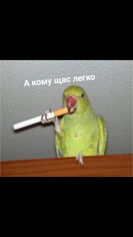 Мем с попугаем