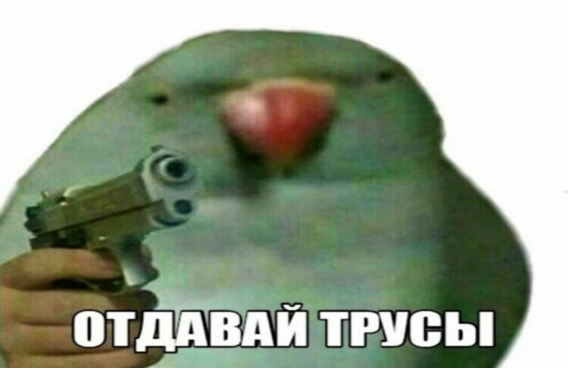 Попугай отдавай трусы