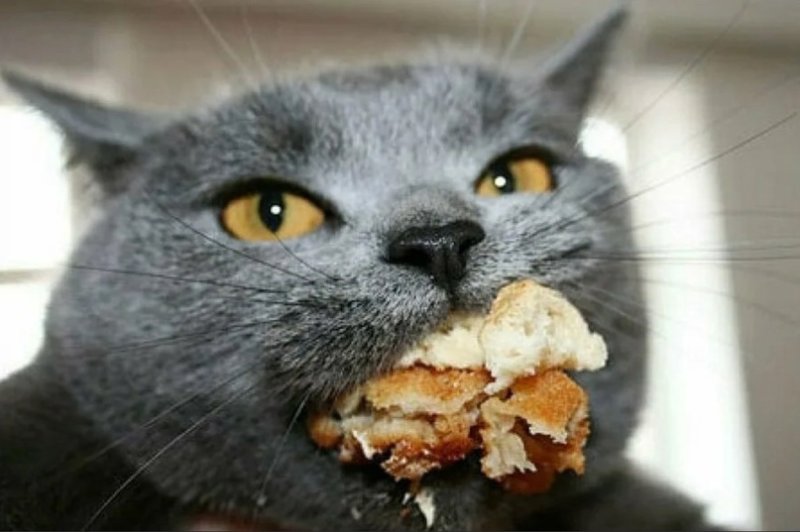 Мемы с котами и едой