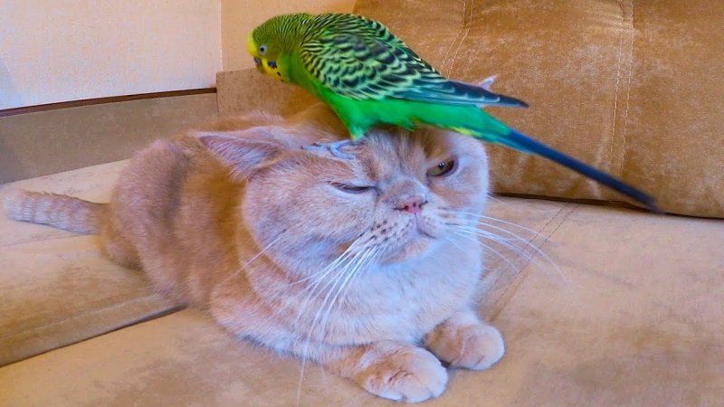 Забавные попугаи