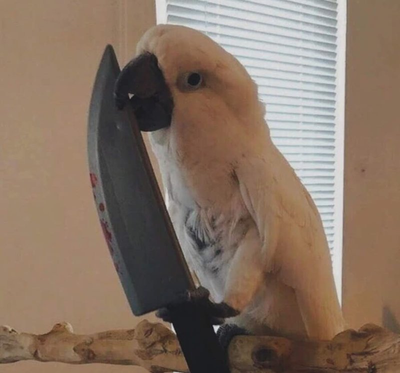 Смешной попугай с ножом