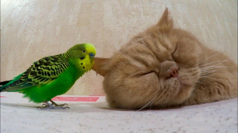 Волнистый попугайчик