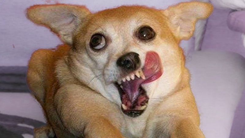 Упоротый чихуахуа