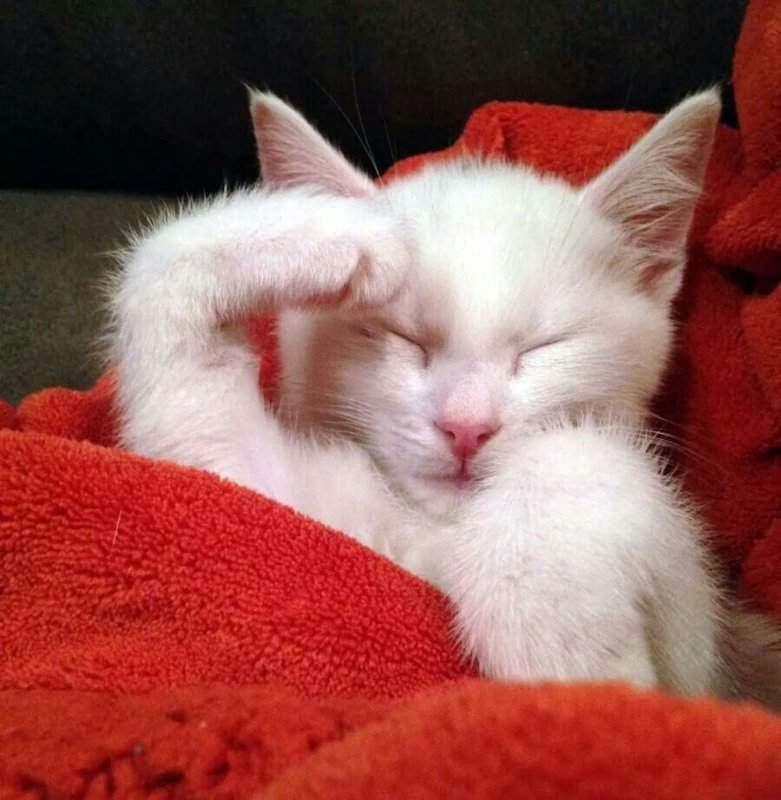 Так точно кот