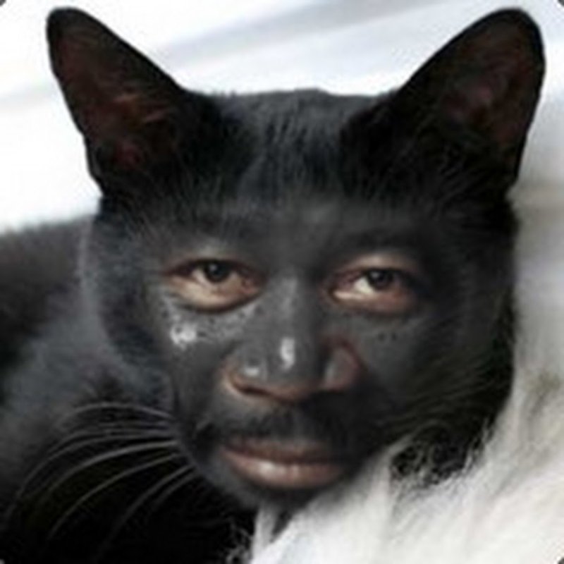 Кот афроамериканец