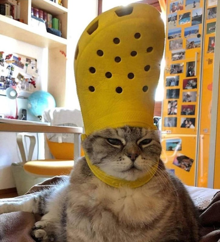 Кот в кроксе на голове