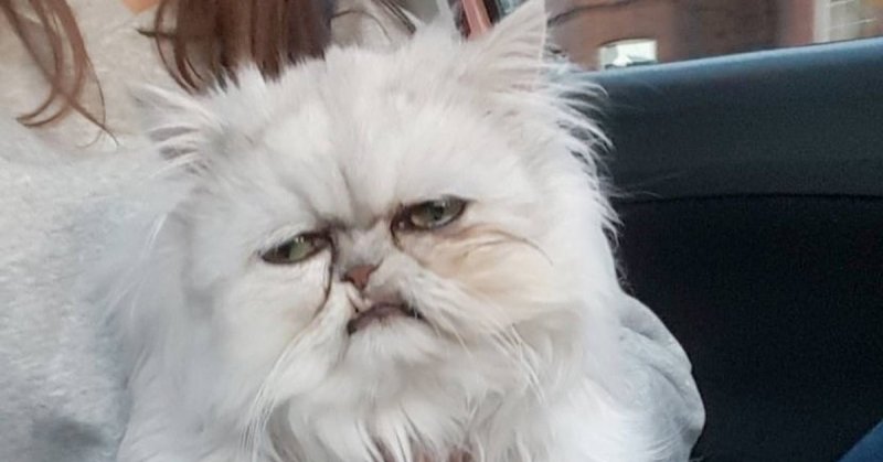 Персидский кот и человек