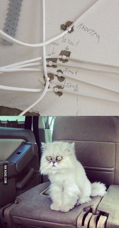 Кот который видел некоторое