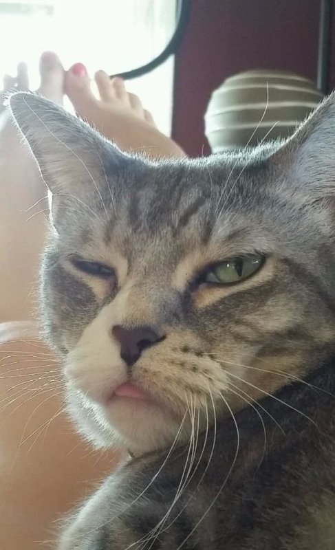 Сонная морда