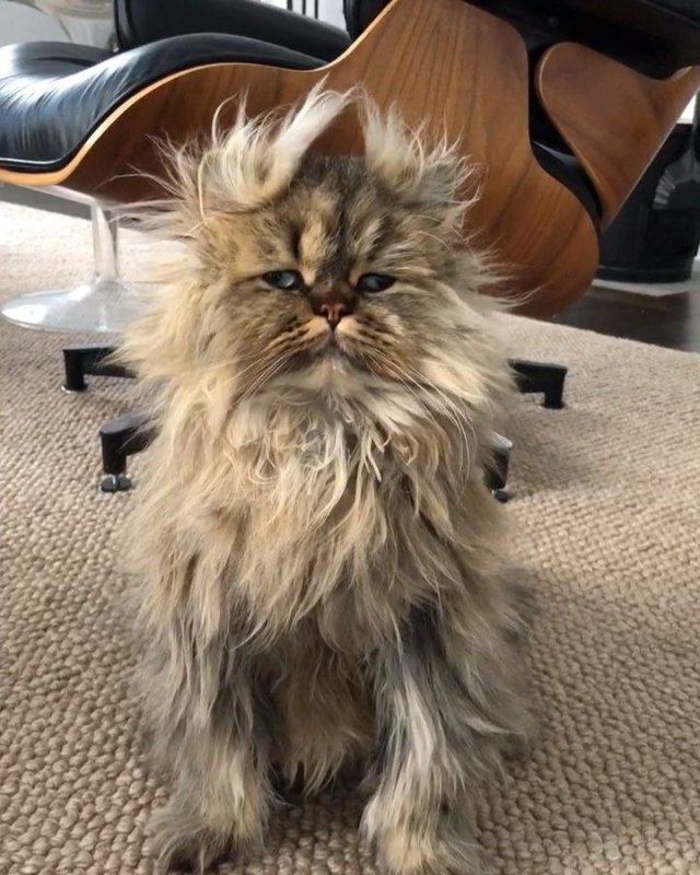 Растрепанная кошка